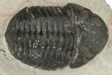 Austerops Trilobite - Jorf, Morocco #204304-4